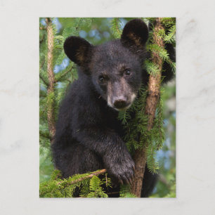 Black Bear Cub Playing in Trees Postcard