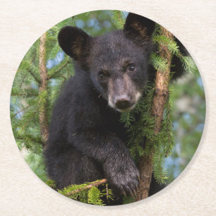 Black Bear Cub Playing in Trees Round Paper Coaster