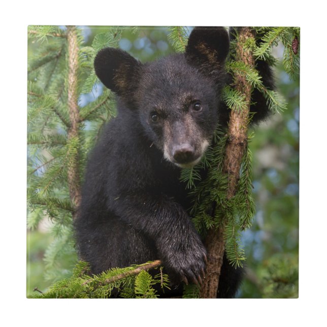 Black Bear Cub Playing in Trees Tile (Front)
