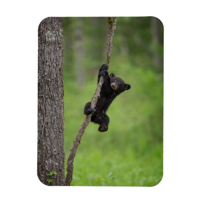 Black Bear Cub playing on Tree Limb Magnet (Vertical)