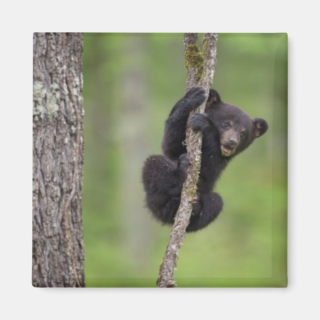 Black bear cub playing, Tennessee Magnet (Front)