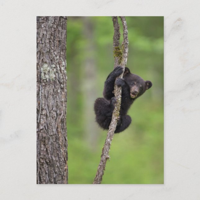 Black bear cub playing, Tennessee Postcard (Front)
