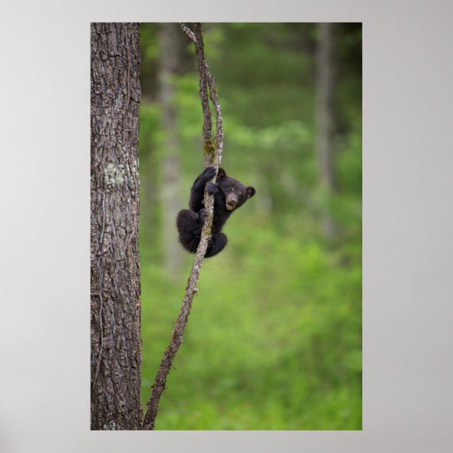 Black bear cub playing, Tennessee Poster (Front)