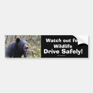 Black Bear Cub Wildlife Supporter Bumper Sticker