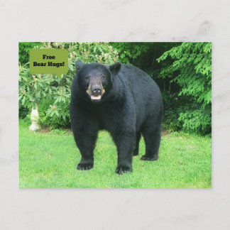 Black Bear - "Cubby Free Bear Hugs!" Postcard