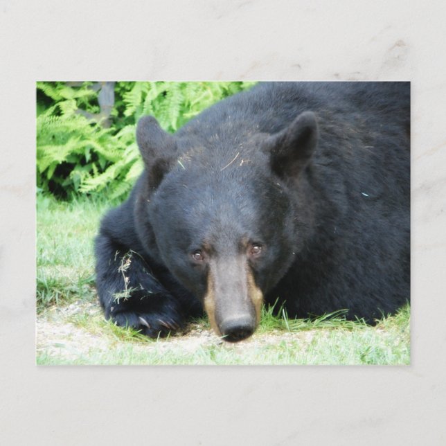 Black Bear - "Cubby Love" Postcard (Front)