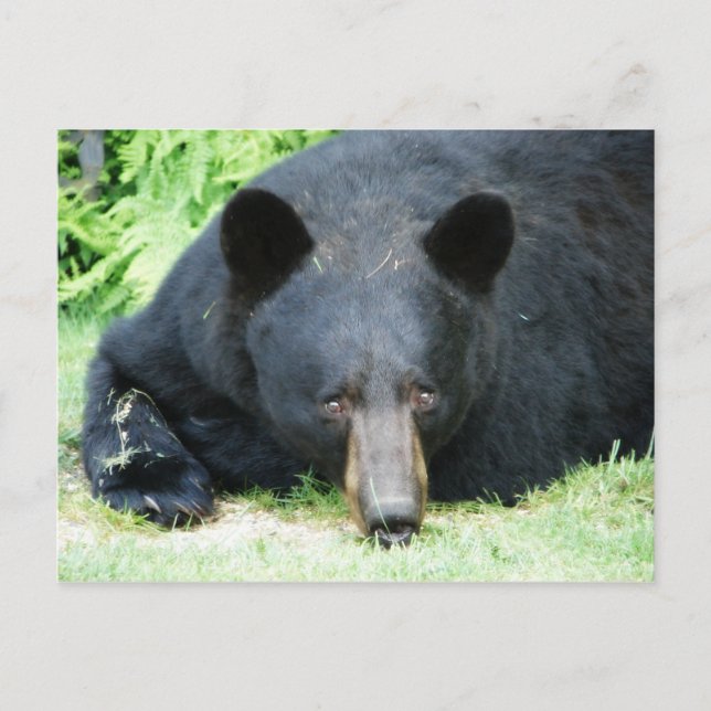 Black Bear - "Cubby" Postcard (Front)