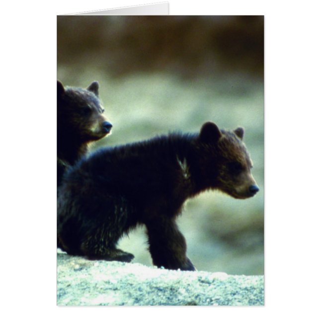 Black Bear cubs (Front)