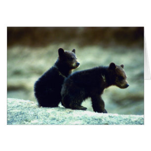 Black Bear cubs