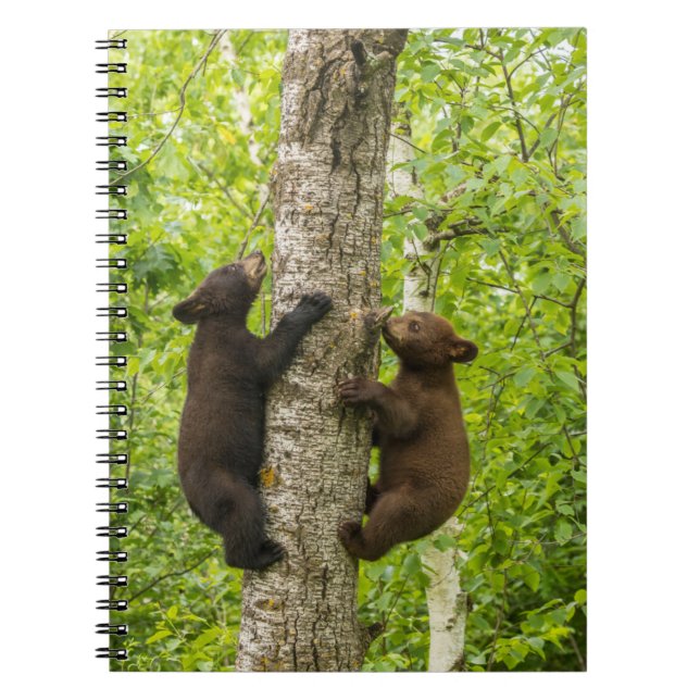 Black Bear Cubs Climbing Tree Notebook (Front)
