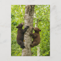 Black Bear Cubs Climbing Tree