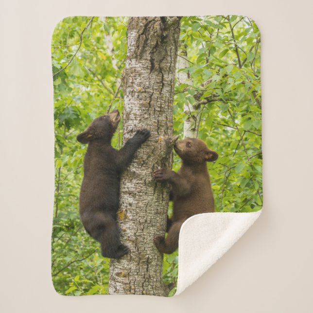 Black Bear Cubs Climbing Tree Sherpa Blanket (Front)