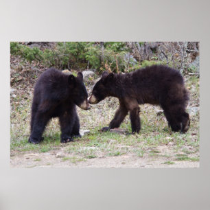 Black Bear Cubs Poster