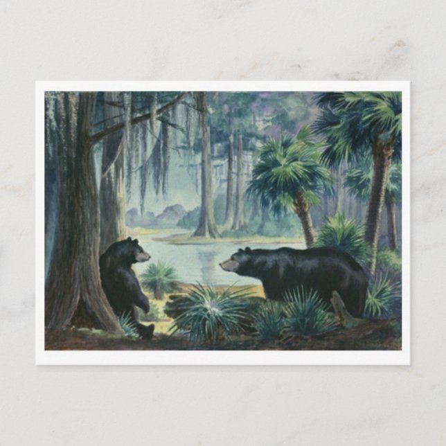 Black Bear Diorama Postcard (Front)