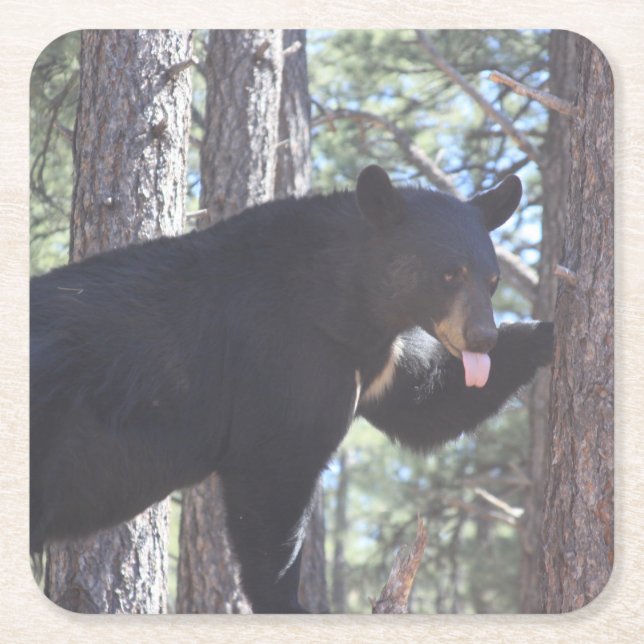 Black Bear Drink Coaster (Front)