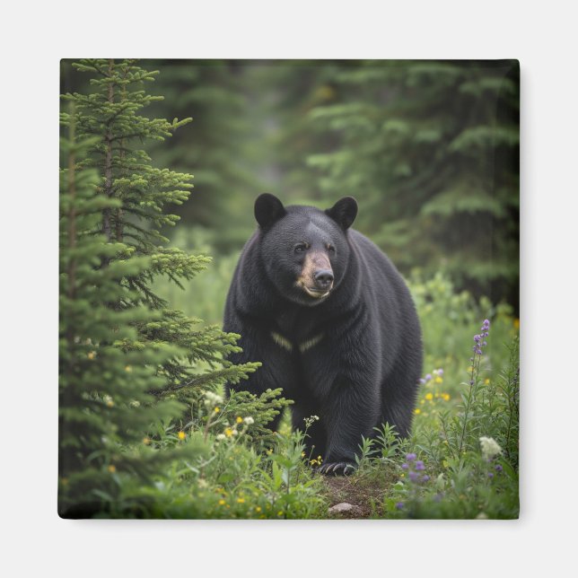 Black Bear in Banff National Park Canada Magnet (Front)