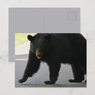 Black Bear in Cades Cove - Great Smokey Mountains  Postcard
