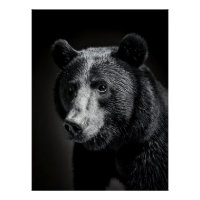 Black Bear in fine art photography