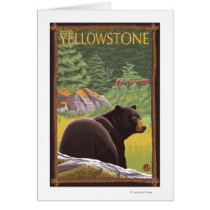 Black Bear in Forest - Yellowstone National Park