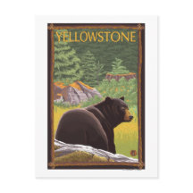 Black Bear in Forest - Yellowstone National Park