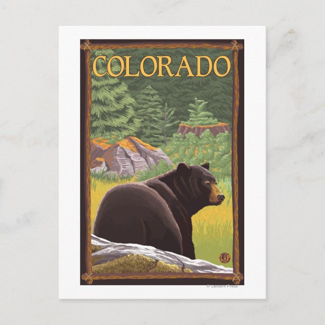 Black Bear in ForestColorado Postcard (Front)