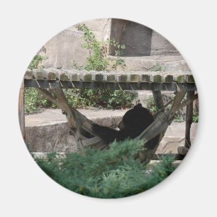 Black Bear in Hammock Magnet