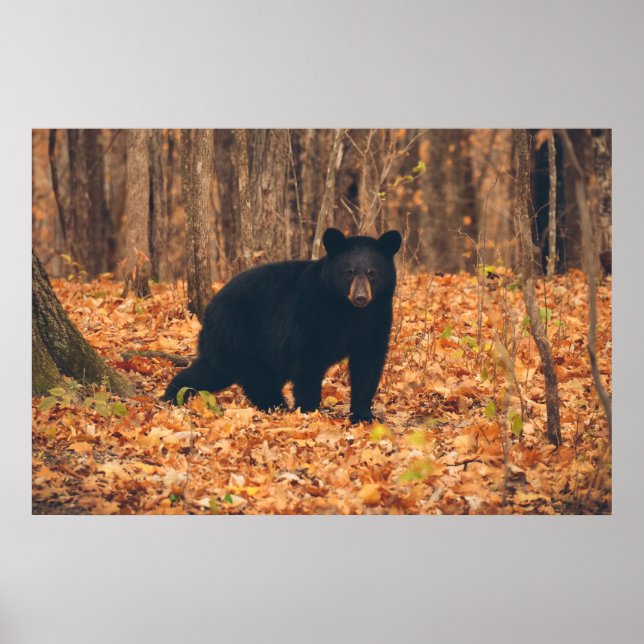 Black Bear in the Autumn Woods Poster (Front)