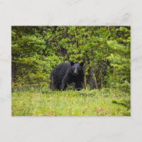 black bear in the forest