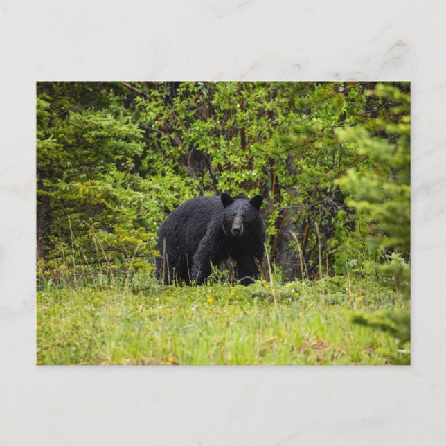 black bear in the forest postcard (Front)