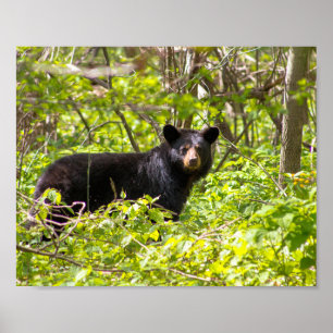 Black Bear in the Laurel Poster