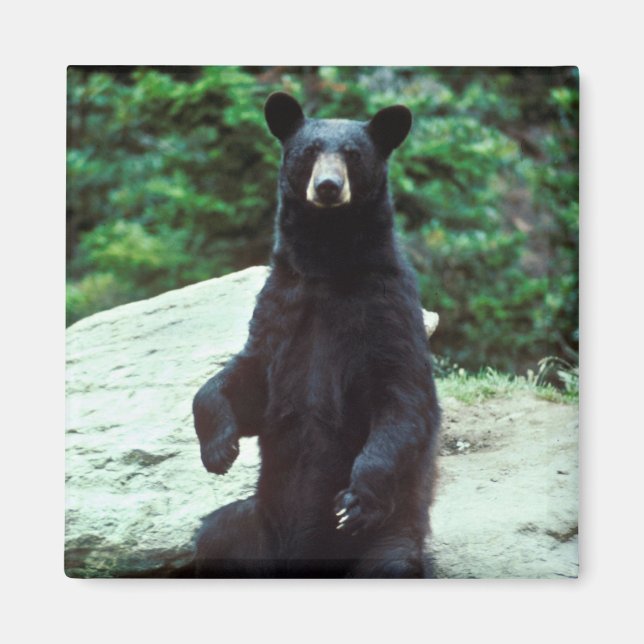 Black bear magnet (Front)
