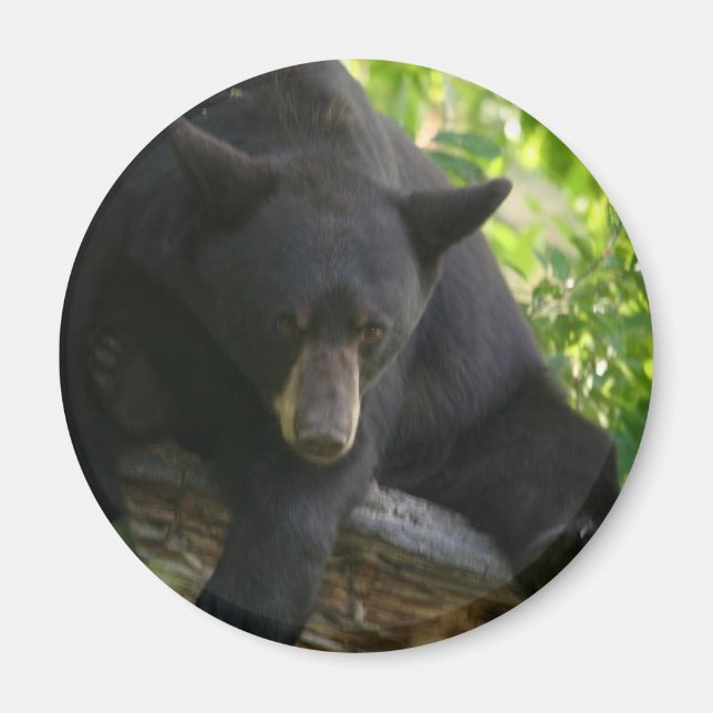 black bear magnet (Front)