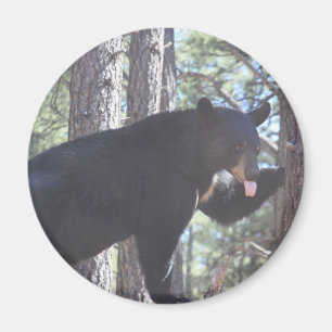 Black Bear Magnet