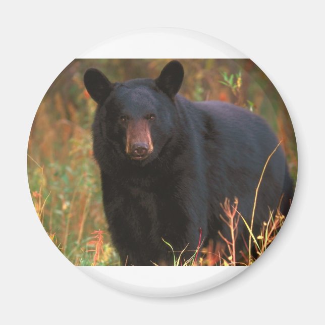 Black Bear Magnet (Front)