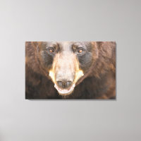 Black Bear, Michigan