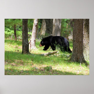 Black Bear Near Campground Poster