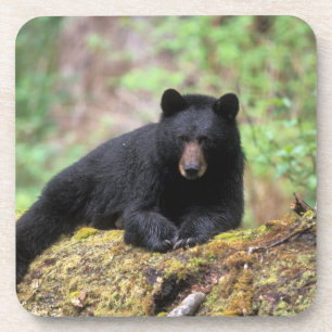 Black bear on an old growth log in the coaster
