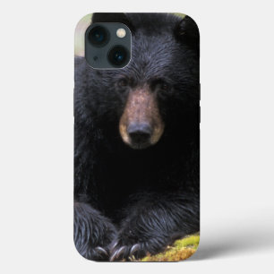 Black bear on an old growth log in the iPhone 13 case