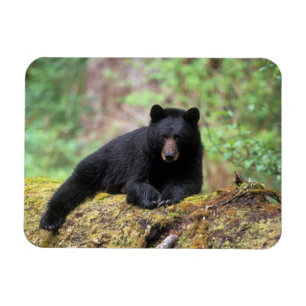 Black bear on an old growth log in the magnet