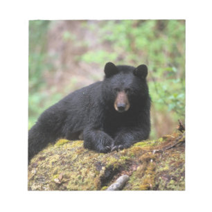 Black bear on an old growth log in the notepad