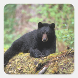 Black bear on an old growth log in the square sticker