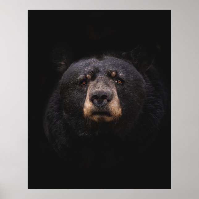 BLACK BEAR ON BROWN WOODEN TREE BRANCH POSTER (Front)