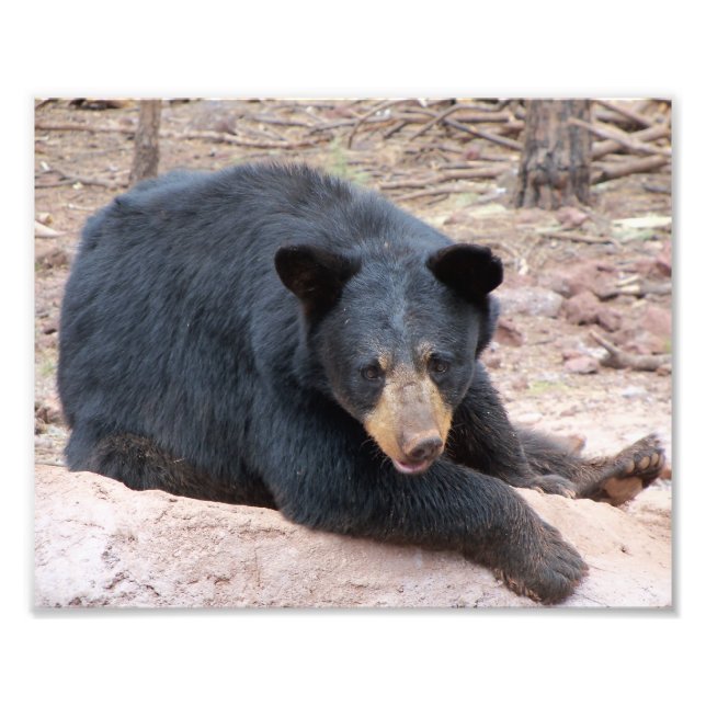 Black Bear Photo Print (Front)