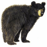 Black Bear Photo Sculpture Decoration<br><div class="desc">This cute acrylic ornament ornament shows a standing black bear</div>