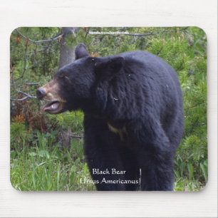 Black Bear & Pine Forest Wildlife Mousepad