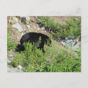Black Bear Postcard