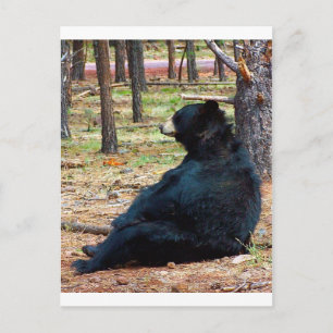 Black bear postcard