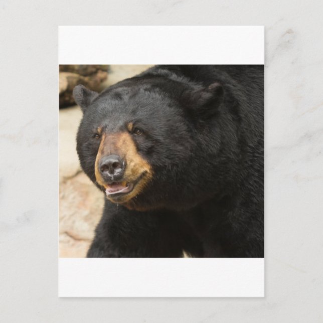 Black Bear Postcard (Front)