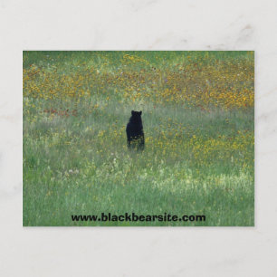 black bear postcard