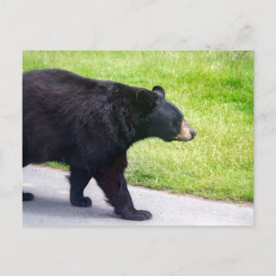 Black bear postcard